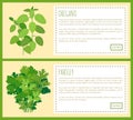 Oregano and Parsley Thick Bunches on Banners Set