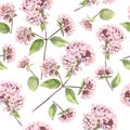 Oregano pattern Royalty Free Stock Photo