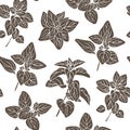 Oregano pattern Royalty Free Stock Photo
