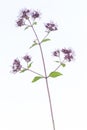 Oregano with pink flower Royalty Free Stock Photo