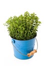 Oregano plant