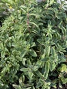 Oregano leaves 3324 Royalty Free Stock Photo