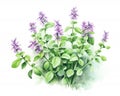 Oregano plant with flowers isolated over a white background.