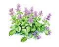 Oregano plant with flowers isolated over a white background.