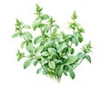Oregano plant with flowers isolated over a white background. Royalty Free Stock Photo
