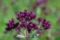 Oregano plant growing in the garden,blooming plant. Violet flowers of majoran seasoning Royalty Free Stock Photo