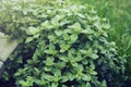 Oregano plant growing in herb garden.High quality photo.