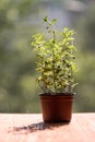 Oregano plant growing Royalty Free Stock Photo