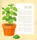 Oregano Plant and Powder Text Vector Illustration