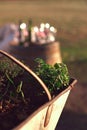 Oregano plant in a rusty grape harvest bucket