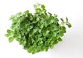 Oregano plant on white Royalty Free Stock Photo