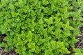 Oregano plants leaf Origanum vulgare Spice for cooking