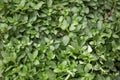 Oregano plants and leaves texture background