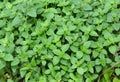 Oregano plants or Origanum vulgare top view. Oregano plant.