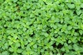 Oregano plants or Origanum vulgare top view. Oregano plant. Oregano is a culinary herb, used for the flavour of its leaves, which