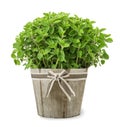 Oregano plants in vase Royalty Free Stock Photo