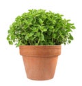 Oregano plants