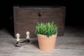 Oregano in a pot Royalty Free Stock Photo