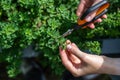 Oregano. Pruning oregano spice. Spices of the world. Caring for plants. Hands with scissors
