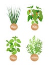 Oregano and Rosemary Set, Chives Chilli Vector Set