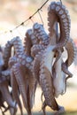 Oregano-rubbed octopus tentacles drying in the sun outside Royalty Free Stock Photo