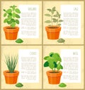 Oregano and Sage, Basil and Chives, Vector Banner