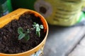 Oregano seedlings planted in pots