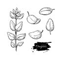 Oregano set drawing. Isolated Oregano plant with leaves.