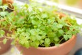 Oregano spice plant