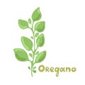 Oregano sprigs vector cute clipart illustration. Isolated plant with leaves. Herbal flat style illustration. Undetailed