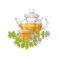 Oregano tea illustration