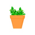 Oregano vector culinary herb in terracotta pot.