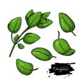 Oregano vector drawing. Isolated Herb plant branch with leaves.