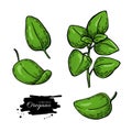 Oregano vector drawing. Isolated Herb plant branch with leaves.