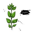 Oregano vector drawing. Isolated Herb plant branch with leaves.