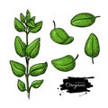 Oregano vector drawing. Isolated Herb plant branch with leaves.