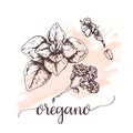 Oregano Vector illustration for tags, cards, packaging, promo for restaurant, pizzeria menu Italian cuisine spice