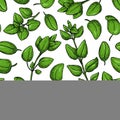 Oregano vector seamless pattern. Isolated Herb plant branch with