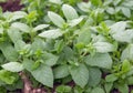 Oregano (Origanum vulgare) growing in a garden. Close up view of herbs