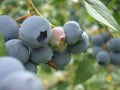 Oregon Blue Berries Royalty Free Stock Photo