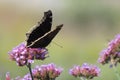 Mourning Cloak Butterfly on Pink Flower
