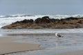 Oregon Coast Beach with Seagull Royalty Free Stock Photo