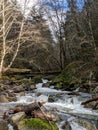 Oregon creek Royalty Free Stock Photo