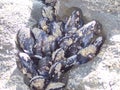 Oregon Coast Crustaceans