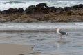 Oregon Coast Beach with Seagull Royalty Free Stock Photo