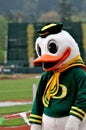 Oregon Duck Royalty Free Stock Photo