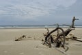 Oregon Dunes