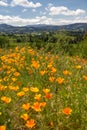 Oregon farmland sandwiched between blurred poppies and Mount Hood, Oregon