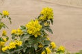 Oregon grape or Berberis Aquifolium plant in Zurich in Switzerland