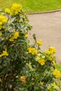 Oregon grape or Berberis Aquifolium plant in Zurich in Switzerland